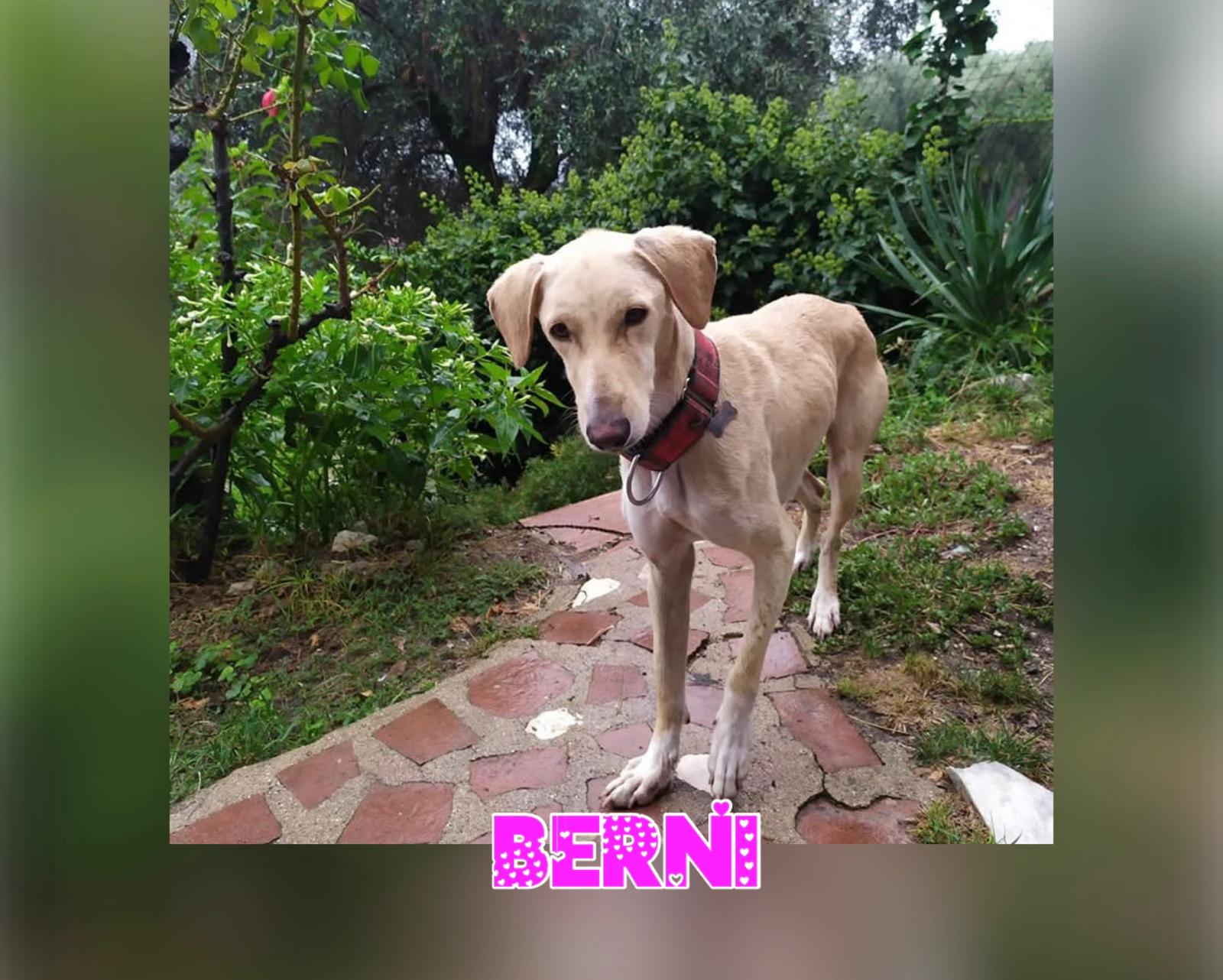 BERNI